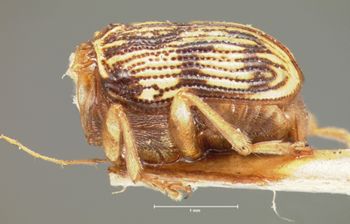 Media type: image; Entomology 8796   Aspect: habitus lateral view